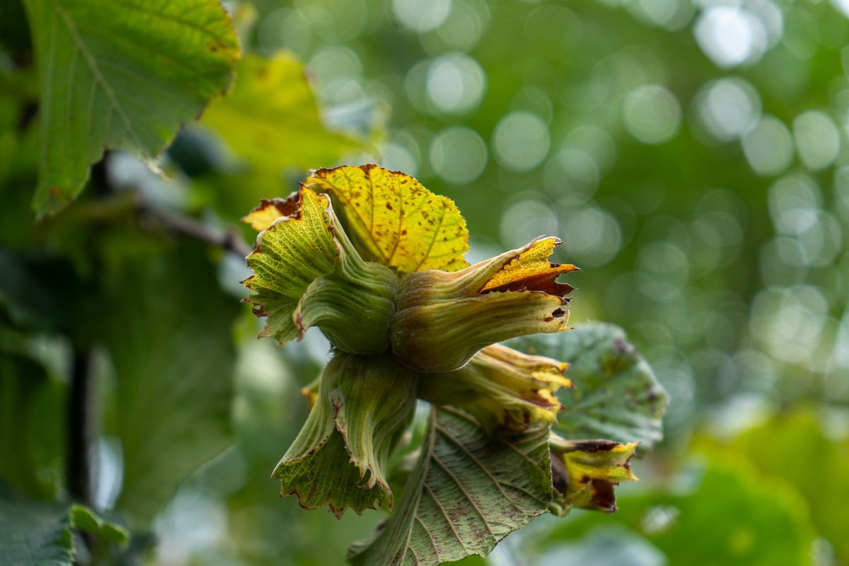 Hazelnuts