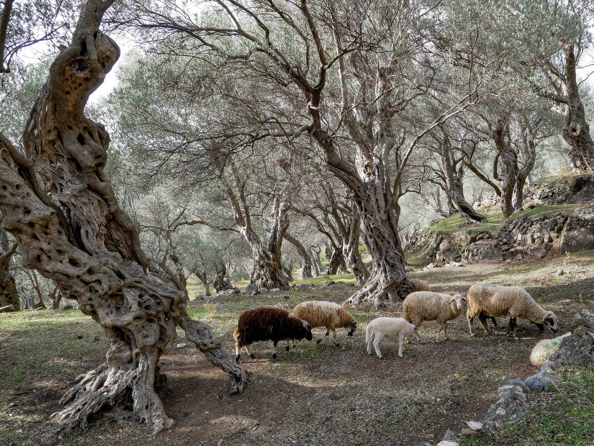 Olive trees in a Mediterranean grove