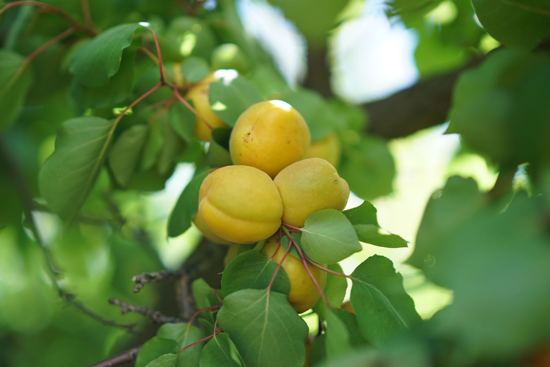Apricots ripening on the tree