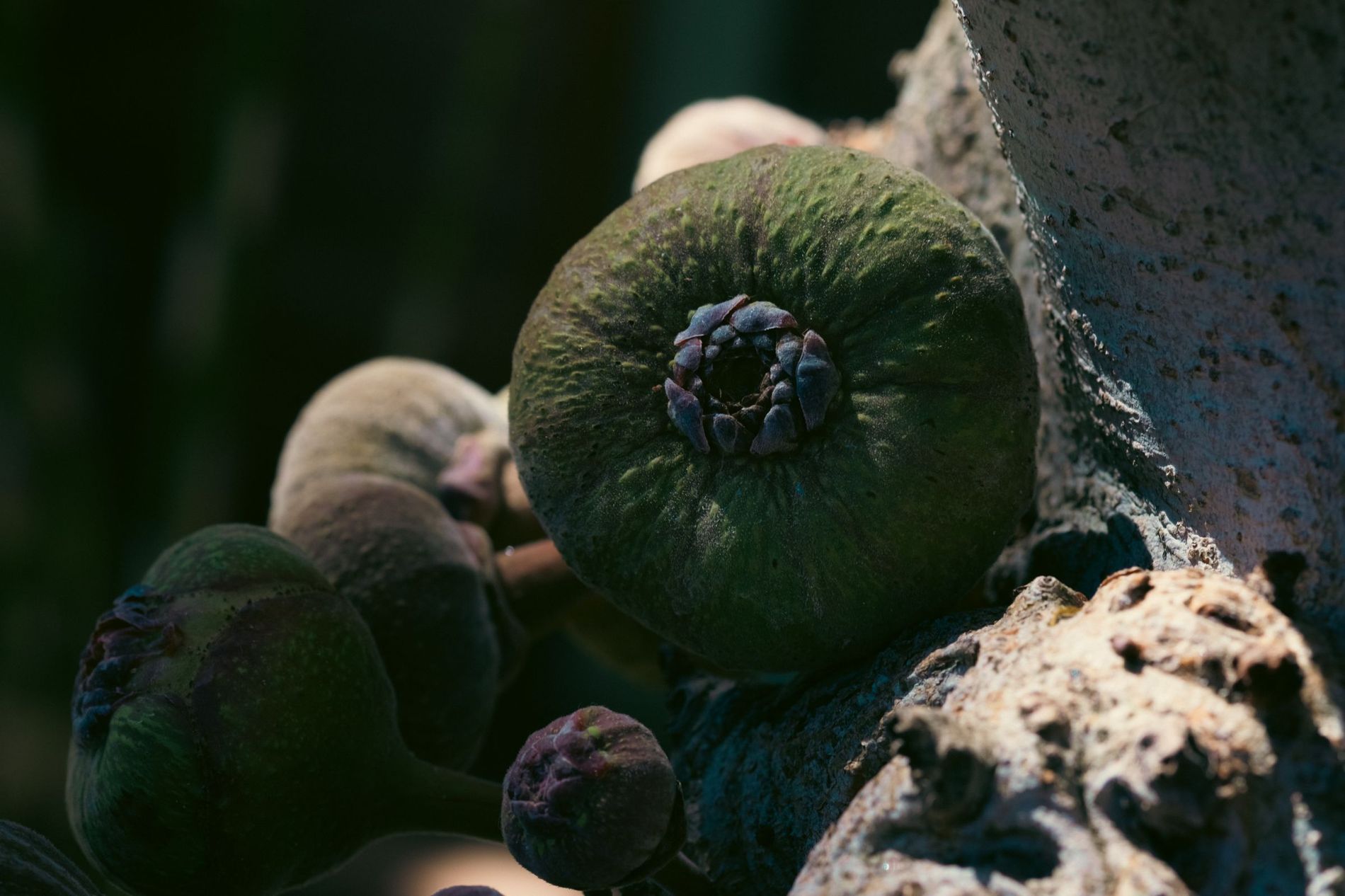 Figs on the branch
