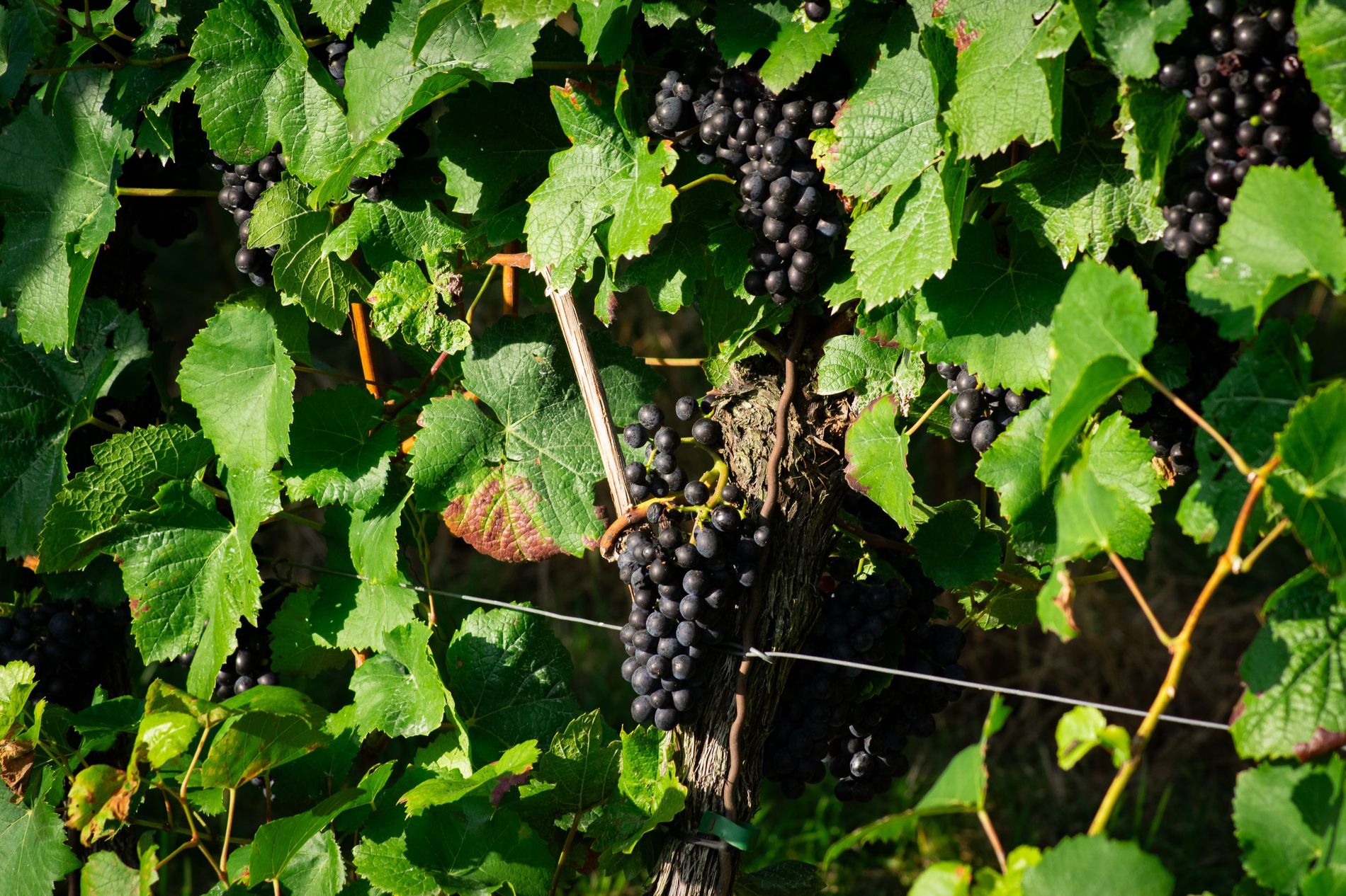 Grapes in the vineyard