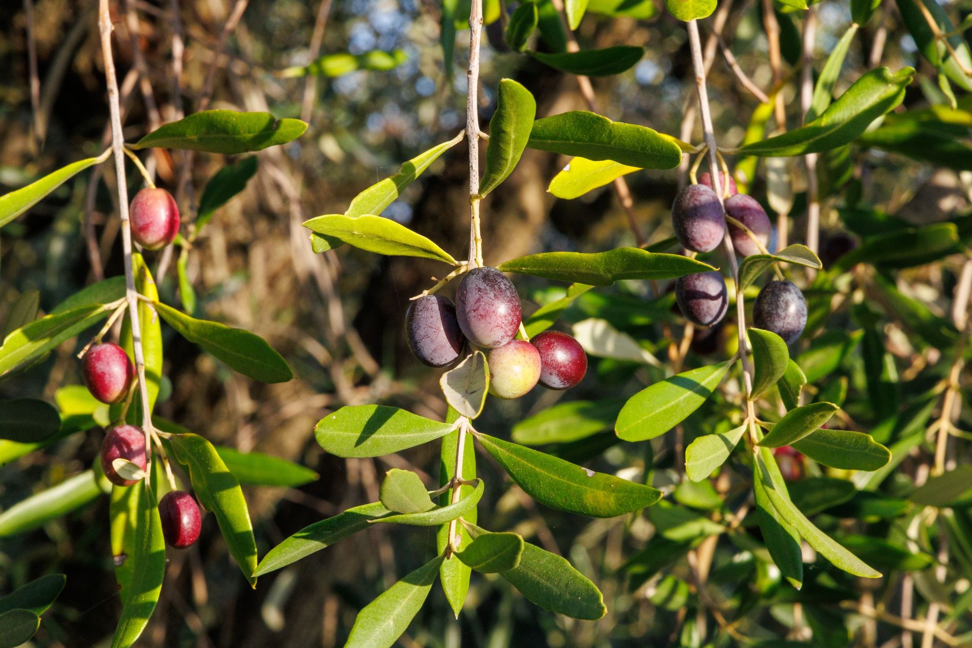 Olive branch with fruit